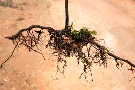 Image result for Hypolepis sparsisora