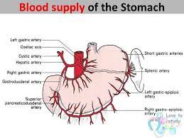 Start studying blood supply of stomach. Blood Supply In Abdominal Organs Dr Salman Abdirahman Facebook