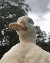 Cute Duck With A Sunflower On Its Head Cute Funny Gif Duck