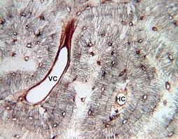 Many tiny cells called osteocytes live in small spaces in the matrix and help to maintain the strength and integrity of the compact bone. Compact Bone Definition Structure Function Facts Britannica