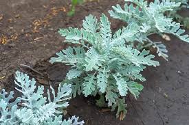 Image result for Cineraria