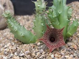 Image result for Huernia hislopii