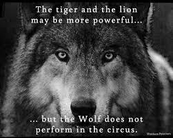 The Tiger And The Lion May Be More Powerful But The Wolf Does Not Poerform In The Circus Quotes Circus Quotes Wolf Lion