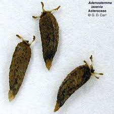 Image result for Adenostemma viscosum