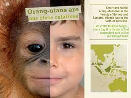 Pin On Primate Education Resources