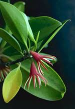 Image result for Rhizophoraceae