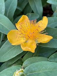 Image result for Melasma calycinum