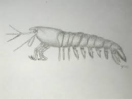 Image result for Triraphis schinzii