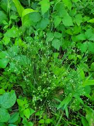 Image result for Lipocarpha nana