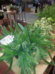 This post will teach you all about how to propagate prickly pear cactus pads. New Dog Tail Cactus Available Now Field Of Flowers Wholesale