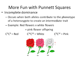 True yellow flowers are found only in south china and north vietnam. Flower A White Flower Was Crossed With A Red Flower And All The Offspring Were Pink This Is An Example Of