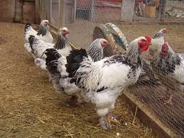 Toe feathers will sometimes break off and bleed. Brahma Chicken Eggs Height Size And Raising Tips