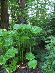 Check out our darmera peltata selection for the very best in unique or custom, handmade pieces from our garden decoration shops. Darmera Peltata Garden Shrubs Shade Garden Shade Plants