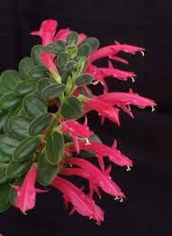 Columnea Pink Jardim De Suculentas Suculentas Jardinagem