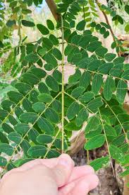 Image result for Albizia procera