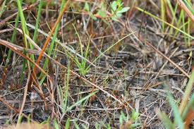 Image result for Xyris straminea