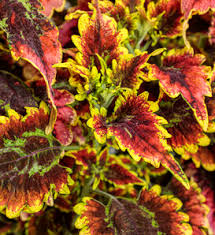 Image result for Coleus buchananii