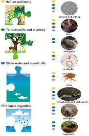 It seems logical that in the short term we develop and enhance our symbiotic relationship, where computers and humans will strengthen each other. Sustainability Free Full Text Soil Biodiversity Integrates Solutions For A Sustainable Future Html