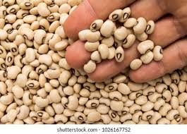 Image result for Vigna unguiculata