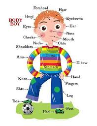 Body parts words for kids and teachers, esl printable wordsearch worksheets in order to learn and practice the body parts vocabulary. Human Body Parts Let S Explore The Human Body Eslbuzz Learning English