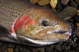 水と緑があればいい。 | ～釣りと魚にまつわる情報ブログです。～