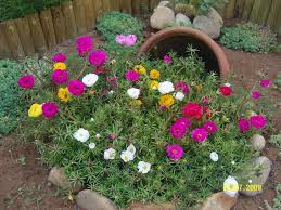 Portulaca Grandiflora Kedi Tirnagi Ipek Cicegi Jardins Pequenos Jardinagem E Paisagismo Decoracao Jardim