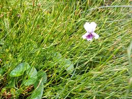 Image result for Viola eminii