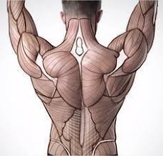 Check spelling or type a new query. 59 Anatomy Back Ideas Anatomy Anatomy Reference Anatomy Drawing