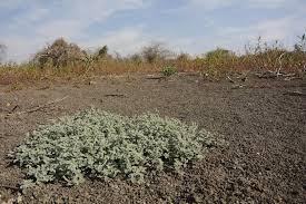 Image result for Heliotropium supinum