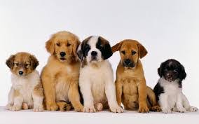 Euro puppy has delivered to over 100 countries around the world. Having Your Puppy Shipped Airpets America Airpets America