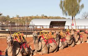 For all orders over a. What To Do In Uluru At Sunset Camel Rides Dinners In The Desert
