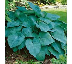 Roberta S 6 Piece Giant Blue Angel Hosta Collection Qvc Com Flower Garden Care Hostas Blue Hosta
