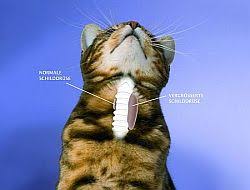 Nach langzeittherapie mit thiamazol wiesen nagetiere ein erhöhtes risiko für neoplasien der schilddrüse auf. Schilddrusenuberfunktion Der Katze