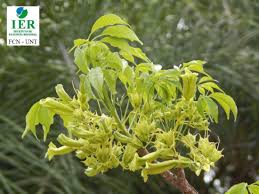 Image result for Cybistax antisyphilitica