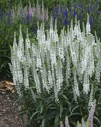 We've put together 10 of the most beautiful white flowering perennials that are sure to add an element of elegance to your garden this year. Magic Show White Wands Spike Speedwell Veronica Hybrid White Plants Moon Garden Garden Shrubs