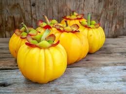 Image result for Garcinia punctata