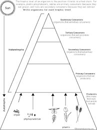 You dont have to use the exac animals, you can use others. 4 12 Ws Food Chains And Webs