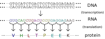 Protein disusun oleh asam amino yang merupakan senyawa turunan asam karboksilat yang punya gugus amino. Ekspresi Gen Wikipedia Bahasa Indonesia Ensiklopedia Bebas