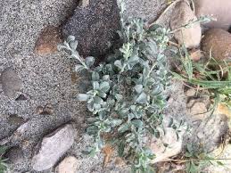 Image result for Euphorbia schimperiana
