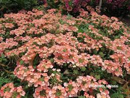 Water must penetrate deeply to. Home Lawn Garden Drought Tolerant Annuals And Perennials Umass Center For Agriculture Food And The Environment