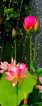 Bird Bath And Feeder B M Beautiful Nature Images Beautiful Images Nature Nature Images Beautiful Nature