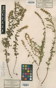 Image result for Clinopodium simense