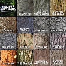 Image result for tree bark