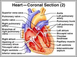 heart diagram labeled catalogue of schemas