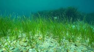 Image result for Cymodoceaceae