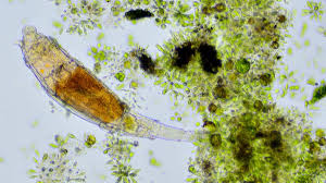 Image result for Microorganism