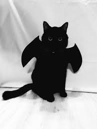 Enjoy your holiday and stay safe this festive season with your furry friends. 50 Pets Who Showed Up To Halloween Winning