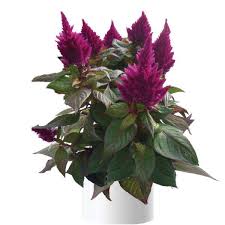 Image result for Celosia nervosa
