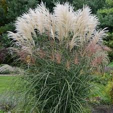 Image result for Miscanthus sinensis