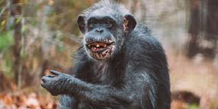 Little mama was one of the oldest chimpanzees. Chimphaven A New Beginning